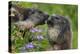 Alpine Marmots (Marmota Marmota) Feeding on Flowers, Hohe Tauern National Park, Austria-Lesniewski-Premier Image Canvas
