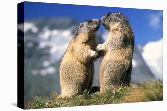 Alpine Marmots X2 Facing Each Other-null-Premier Image Canvas