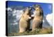 Alpine Marmots X2 Facing Each Other-null-Premier Image Canvas