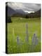 Alpine Meadow, Near Kofels, Umhausen, Otztal Valley, Tyrol, Austria, Europe-Gary Cook-Premier Image Canvas