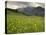 Alpine Meadow, Near Kofels, Umhausen, Otztal Valley, Tyrol, Austria, Europe-Gary Cook-Premier Image Canvas