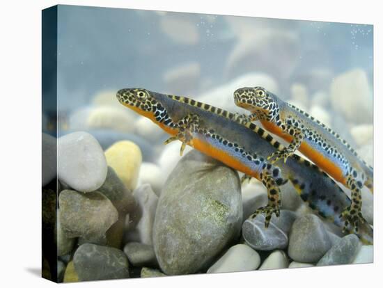 Alpine Newts, Side View, Two, Male-Harald Kroiss-Premier Image Canvas