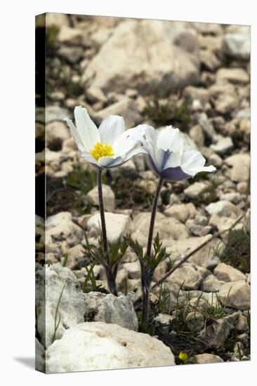 Alpine Pasque Flower (Pulsatilla Alpina)-Paul Harcourt Davies-Premier Image Canvas