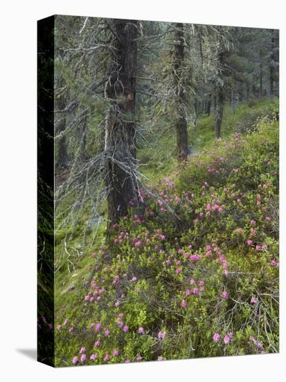 Alpine Rose, Swiss Pine Wood, National Park Hohe Tauern, Tyrol, Austria-Rainer Mirau-Premier Image Canvas