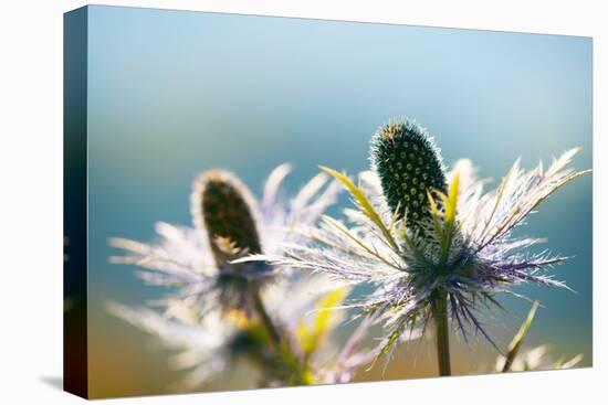 Alpine Sea Holly, Eryngium Alpinum, Detail-Alfons Rumberger-Premier Image Canvas