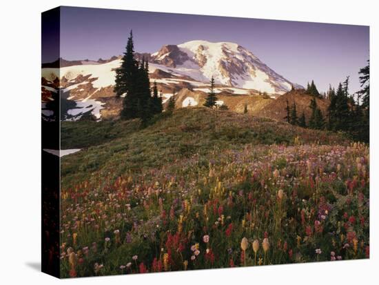 Alpine Summer Wildflowers, Mt. Rainer National Park-Stuart Westmorland-Premier Image Canvas