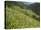 Alpine Wild Flower Meadow, Dolomites, Italy, Europe-Gary Cook-Premier Image Canvas