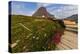 Alpine Wildflowers Along Boardwalk , Glacier National Park, Montana-Chuck Haney-Premier Image Canvas