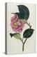 Also Known as Rose Camellia-William Curtis-Premier Image Canvas