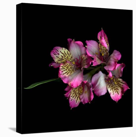 Alstroemeria-Magda Indigo-Premier Image Canvas