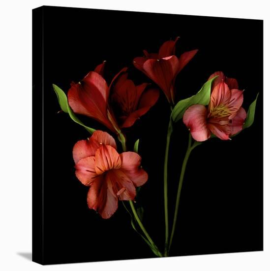 Alstroemeria-Magda Indigo-Premier Image Canvas