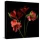 Alstroemeria-Magda Indigo-Premier Image Canvas