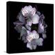 Alstroemeria-Magda Indigo-Premier Image Canvas