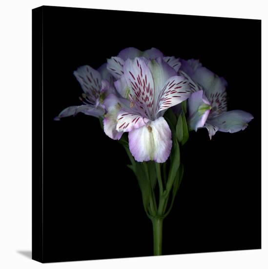 Alstroemeria-Magda Indigo-Premier Image Canvas