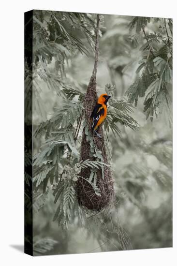 Altamira Oriole at Nest-Larry Ditto-Premier Image Canvas