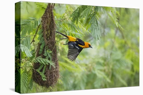 Altamira Oriole at Nest-Larry Ditto-Premier Image Canvas