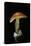 Amanita Caesarea (Caesar's Mushroom)-Paul Starosta-Premier Image Canvas
