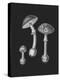 Amanita Muscaria Black Backgound BW-John Stephenson and James Morss Churchill-Premier Image Canvas