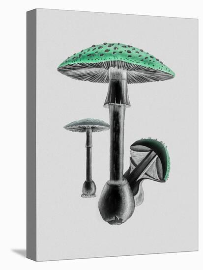 Amanita Muscaria White Background Green-John Stephenson and James Morss Churchill-Premier Image Canvas