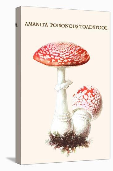 Amanita Poisonous Toadstool-L. Dufour-Stretched Canvas