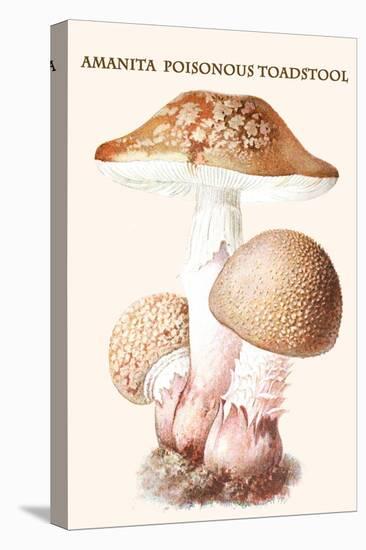 Amanita Poisonous Toadstool-L. Dufour-Stretched Canvas