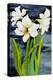 Amaryllis against a night sky-Joan Thewsey-Premier Image Canvas