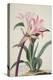 Amaryllis Belladonna, 1761-Georg Dionysius Ehret-Premier Image Canvas