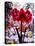 Amaryllis by Snow Window-Christopher Ryland-Premier Image Canvas