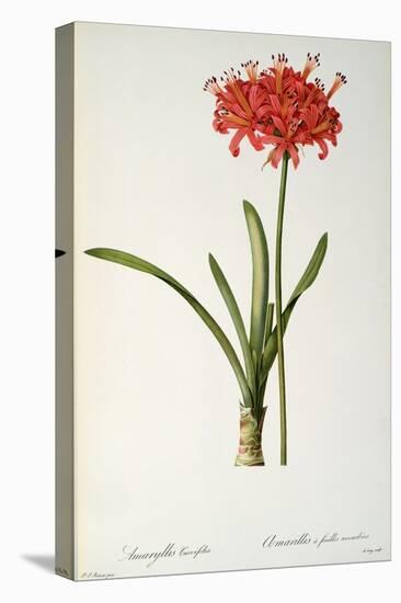 Amaryllis Curvifolia from "Les Liliacees", 1809-Pierre-Joseph Redouté-Premier Image Canvas