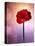 Amaryllis, Flower, Blossom, Still Life, Red, Violet-Axel Killian-Premier Image Canvas