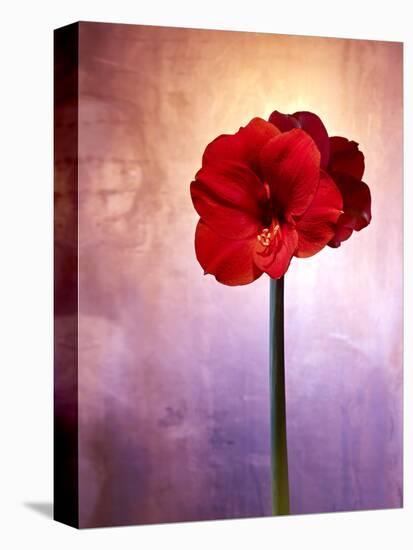 Amaryllis, Flower, Blossom, Still Life, Red, Violet-Axel Killian-Premier Image Canvas