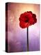 Amaryllis, Flower, Blossom, Still Life, Red, Violet-Axel Killian-Premier Image Canvas