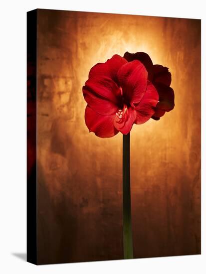 Amaryllis, Flower, Blossom, Still Life, Red-Axel Killian-Premier Image Canvas