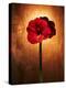 Amaryllis, Flower, Blossom, Still Life, Red-Axel Killian-Premier Image Canvas