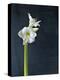 Amaryllis, Flower, Blossom, Still Life, White-Axel Killian-Premier Image Canvas