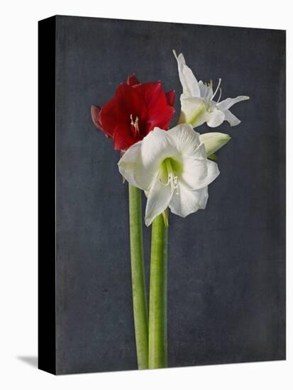 Amaryllis, Flowers, Blossoms, Still Life, Red, White, Black-Axel Killian-Premier Image Canvas