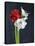 Amaryllis, Flowers, Blossoms, Still Life, Red, White, Black-Axel Killian-Premier Image Canvas