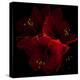 Amaryllis I-Magda Indigo-Premier Image Canvas