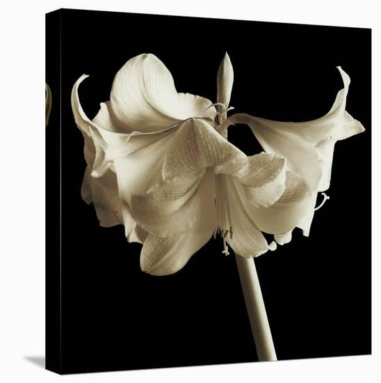 Amaryllis-Michael Harrison-Stretched Canvas