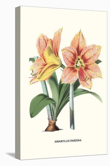 Amaryllis-Louis Van Houtte-Stretched Canvas