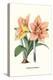 Amaryllis-Louis Van Houtte-Stretched Canvas