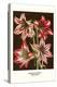 Amaryllis-Louis Van Houtte-Stretched Canvas