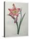 Amaryllis-Pierre-Joseph Redoute-Stretched Canvas