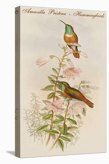 Amazilla Pristina - Hummingbirds-John Gould-Stretched Canvas