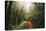 Amazing Misty John Muir Woods Coastal Trail, San Francisco Bay Area-Vincent James-Premier Image Canvas