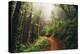 Amazing Misty John Muir Woods Coastal Trail, San Francisco Bay Area-Vincent James-Premier Image Canvas