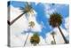 Amazing Palm Tree in Beverly Hills, California - USA-Frazao-Premier Image Canvas