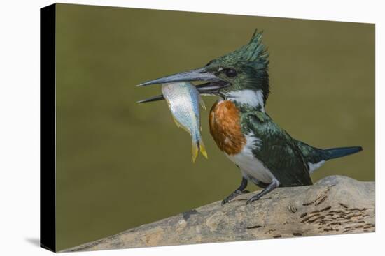 Amazon kingfisher with fish, Cuiaba, Pantanal Matogrossense National Park, Pantanal, Brazil-Jeff Foott-Premier Image Canvas