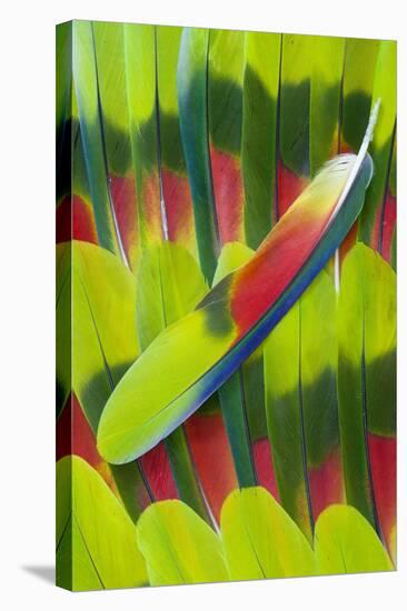 Amazon Parrot Tail Feather Design-Darrell Gulin-Premier Image Canvas