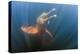 Amazon river dolphins, Amazonas, Brazil-Art Wolfe-Premier Image Canvas